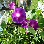 Konukevi Liossis & Skopelos