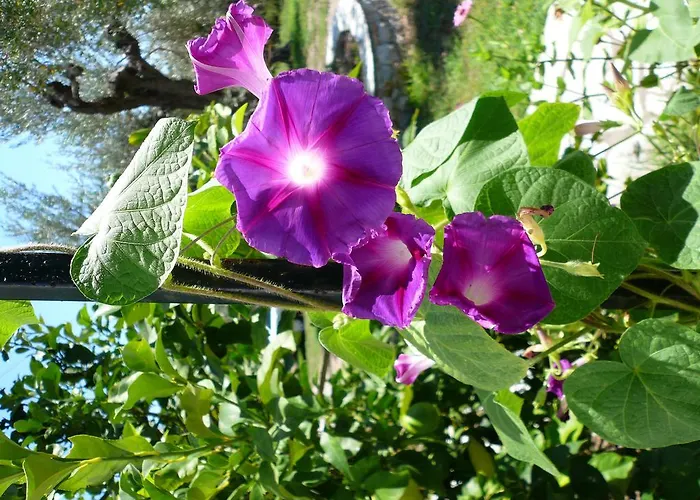 Guest house Liossis & Skopelos Town